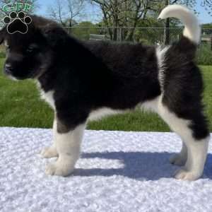 Jake, Akita Puppy